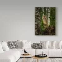 Védjegy képzőművészet 'Mountain Lion Forest Pose' vászon művészet Galloimages Online