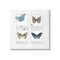 Stupell pillangók szüreti film természetállatok és rovarok festménygaléria csomagolt vászon nyomtatott fal művészet