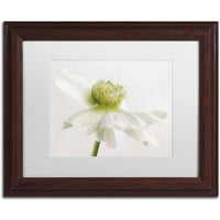 Védjegy képzőművészet 'fehér Kökörcsin virág' vászon művészet Cora Niele, fehér matt, fa keret