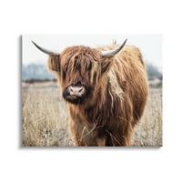 A Stupell Industries legelésző Longhorn szarvasmarha -mezőgazdasági állati portré vászon, Wall Art, 24, tervezés: Amy Brinkman